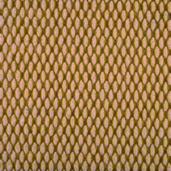 Champion Super Nop (CSN Customs) Sand