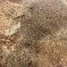 Mink Slate VNHT403